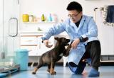 Первый клон полицейской собаки в Китае