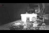 Мышь из Великобритании наводит порядок в гараже (видео)