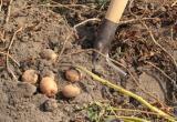 Копали картошку – выкопали человеческие останки