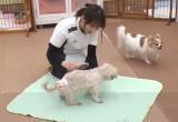 Дома престарелых для собак открыли в Японии (видео)