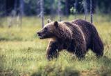 Впервые за 16 лет нашли следы бурого медведя в Беловежской пуще
