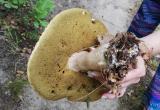 Внимание! Сбор грибов в Бресте начался: белые, лисички и подосиновики