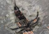 Шахтеры нашли ракоскорпиона возрастом 350 миллионов лет в Солигорске