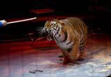 Тигры загрызли известного во всем мире дрессировщика