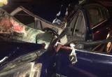 Passat сбил лося на трассе М1 (фотографии)