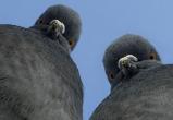 Штраф за кормление птиц ввели в Магадане
