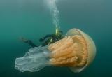 Медузу размером с человека нашли в Англии