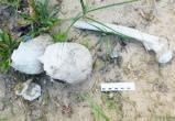 Грибник в Кобрине нашел человеческие останки