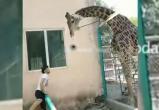 Пьяный мужчина дважды залезал на жирафа в зоопарке и падал с него (видео)