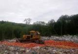 В России уничтожили 21 тонну белорусских яблок