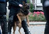 Мигрант покусал собаку и полицейского в Германии