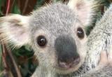 Самую милую коалу выбрали в Австралии