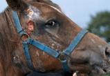 Лошадь заболела сибирской язвой в Столинском районе