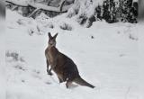 Снег в Австралии: кенгуру резвятся в сугробах (видео)