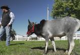 Самого маленького быка нашли в США (видео)