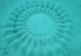 Рыбка создала мандалу на дне океана (видео)