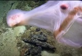 Медуза, меняющая форму тела (видео)