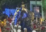 Взбесившийся слон на празднике растоптал 17 человек (видео)