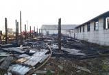 Из-за пожара на ферме эвакуировали 112 телят