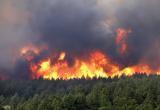 Лесной пожар тушат в Столинском районе