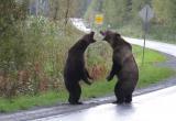 Медведи гризли дрались прямо на дороге. За зрелищем наблюдал волк (видео)