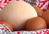 На родине Лукашенко курица снесла самое большое яйцо в Беларуси (видео)