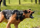 Как защититься от агрессивной собаки?