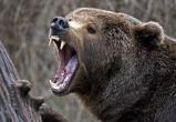 Медведь жестоко загрыз женщину в России