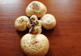 Фотофакт: гриб в форме креста вырос в Барановичах