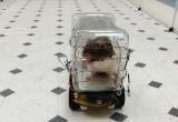 Видео: крысы научились управлять машинками