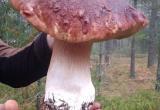 На Брестчине нашли гриб-гигант