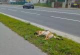 В Лиде хозяин выкинул свою мертвую собаку на тротуар