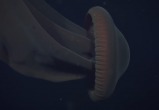 Гигантская десятиметровая медуза попала на видео