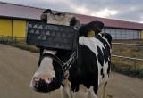 В России коровам выдали очки виртуальной реальности
