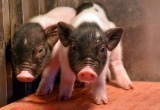 В Китае вывели свиней для пересадки органов людям