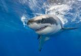 Акулы съели футболиста Эрика Бригитти в Австралии