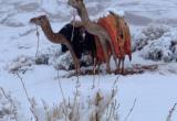 Верблюды в шоке: снег окутал Саудовскую Аравию 