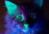 Ученые создали светящихся кошек