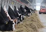 На Брестчине за год построят более 20 молочно-товарных ферм