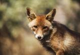 Охотник в Дрогичинском районе застрелил бешеную лису