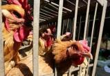 В Китае зарегистрировали вспышку смертельного птичьего гриппа