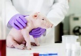 Человеку впервые пересадили органы свиньи
