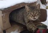 В России создали кошачье общежитие (видео)