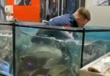В гомельском супермаркете парень нырнул в аквариум (видео)