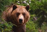 Медведи возвращаются в Беловежскую пущу (видео)