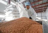 Россия поставит в Беларусь 7 тысяч тонн гречки и почти 2 тысячи тонн риса