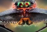 Удивительные насекомые на снимках фотографа из Швеции