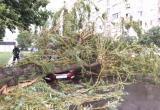 Буря в Бресте срывала крыши и валила деревья (видео)