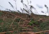 Сильный ветер повредил более 550 га леса в Брестской области