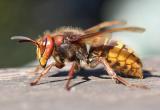Пчела, оса, шмель или шершень: чей укус опаснее?